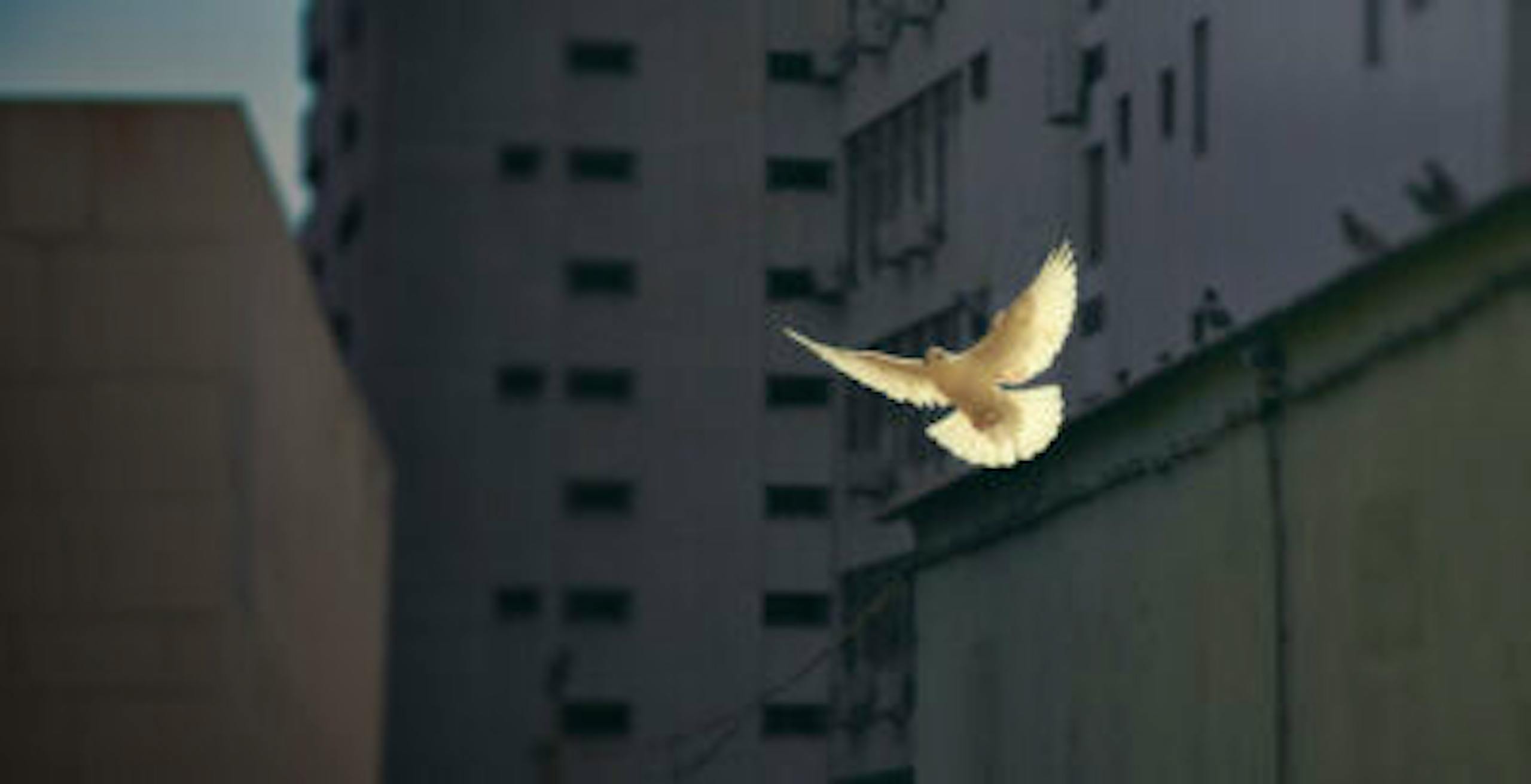 Dove flying