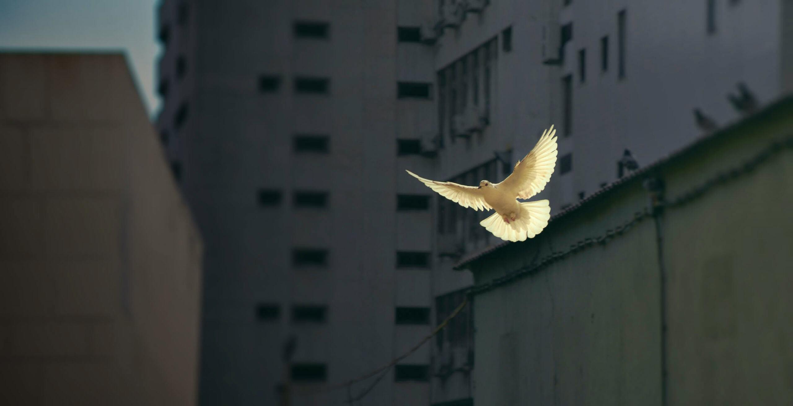 Dove flying