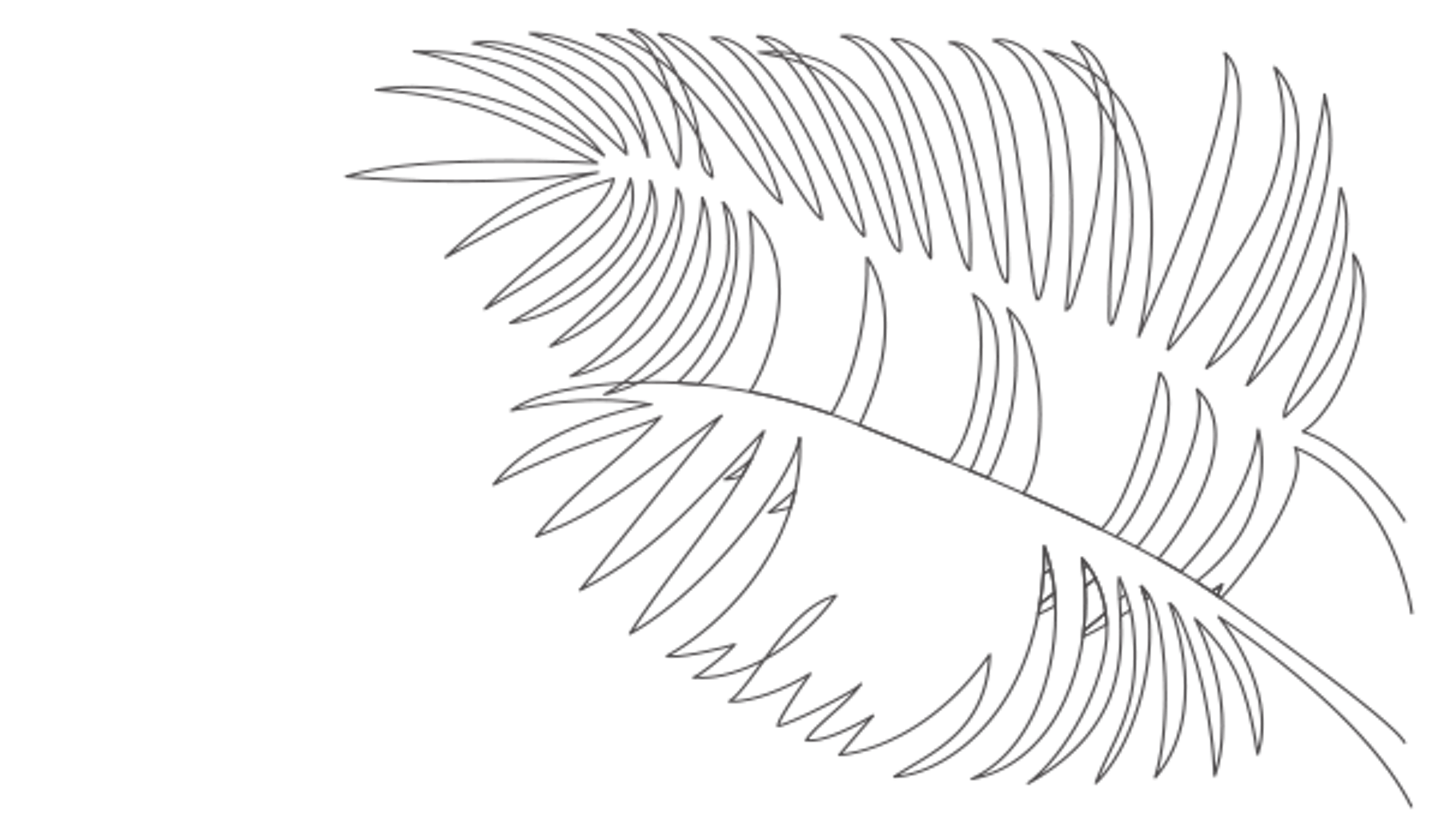 drawing of palm leaves