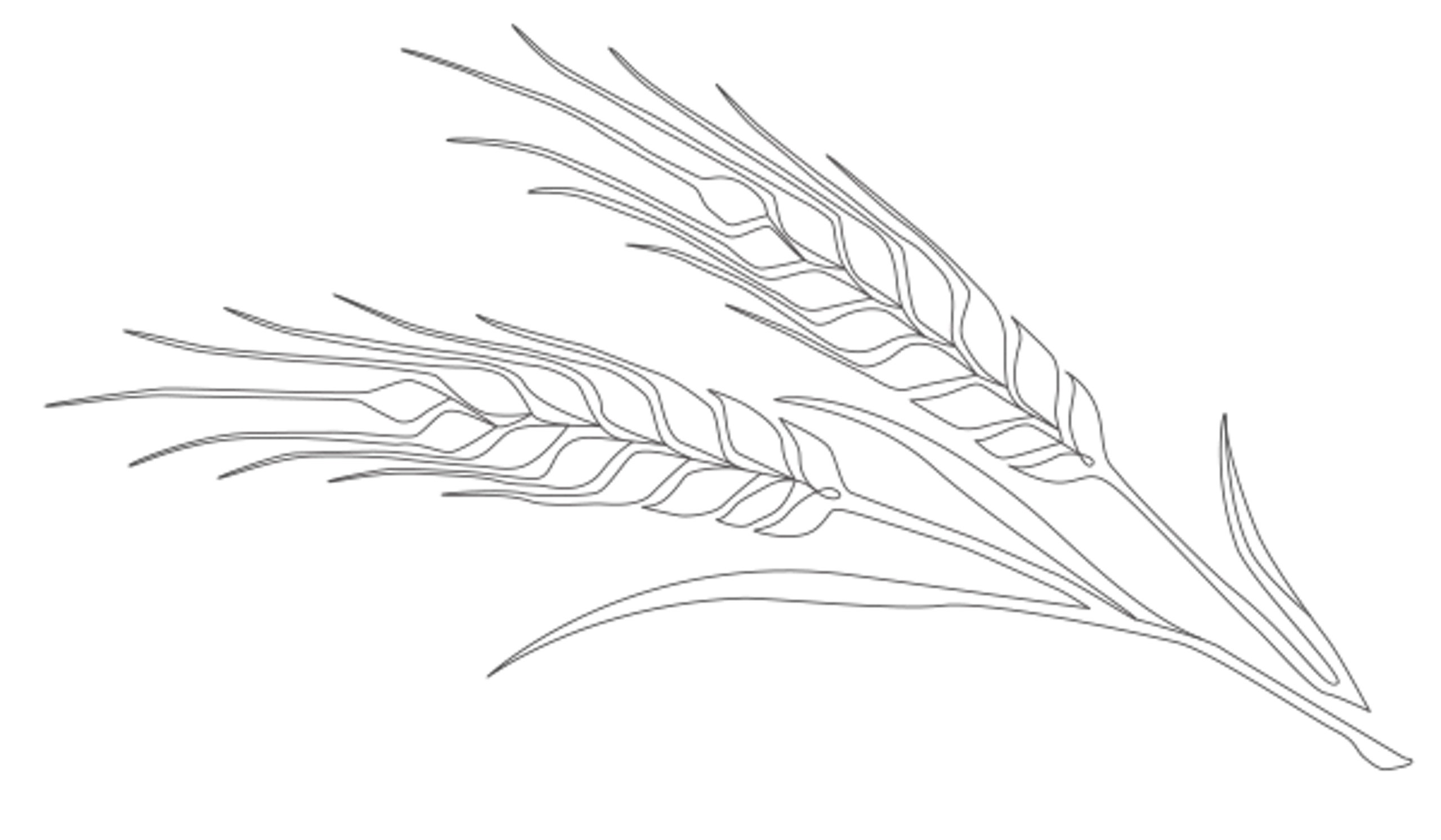 drawing of wheat