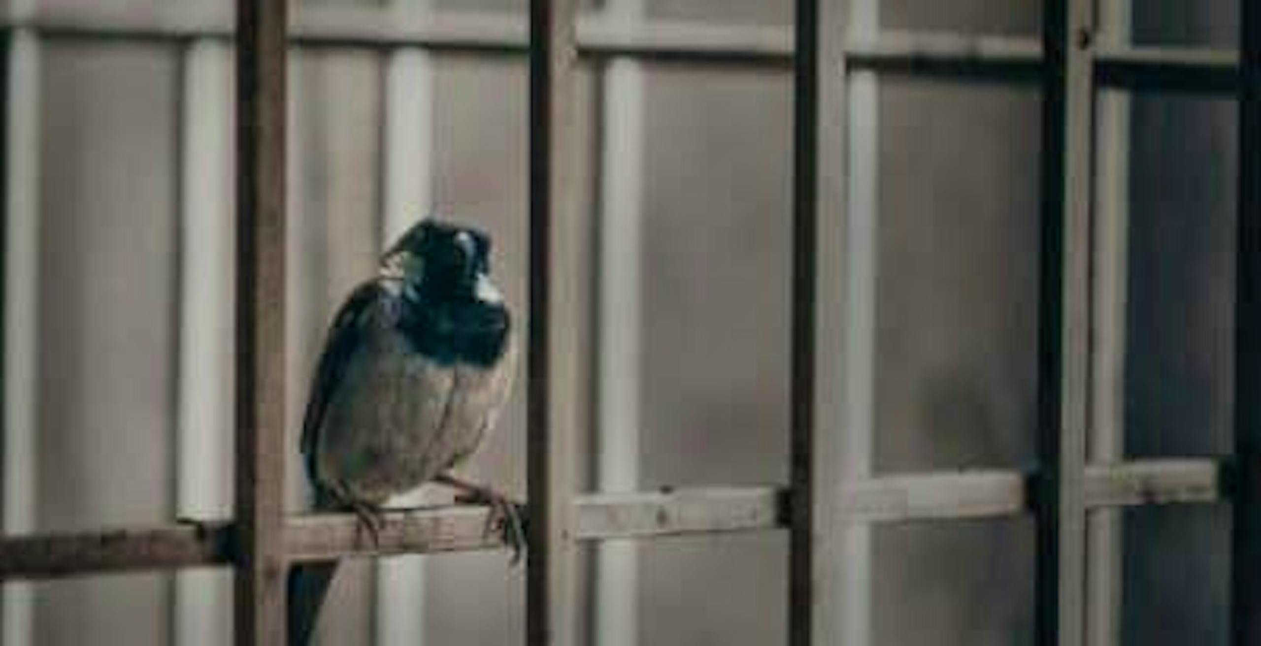 Bird in a prison cell