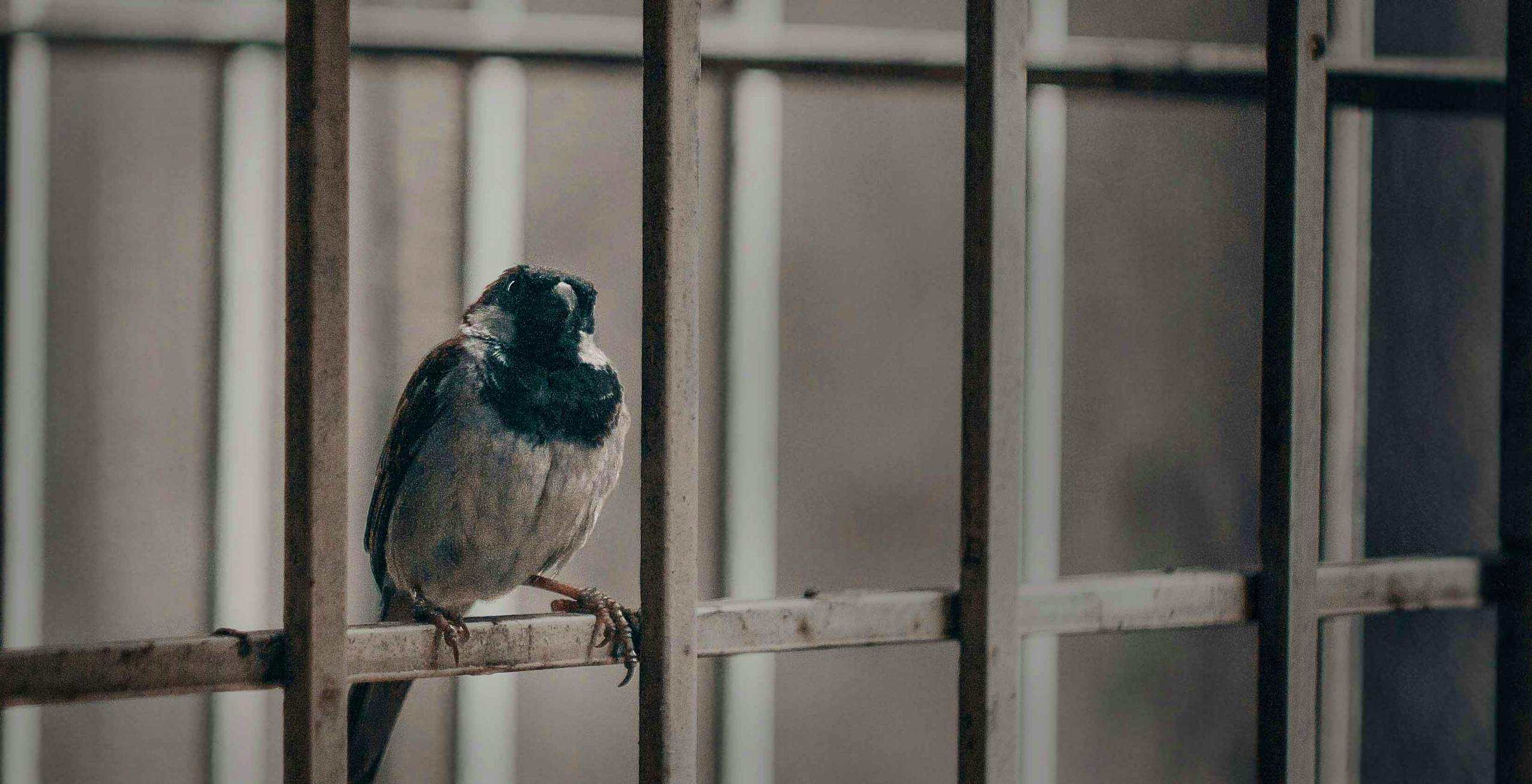 Bird in a prison cell