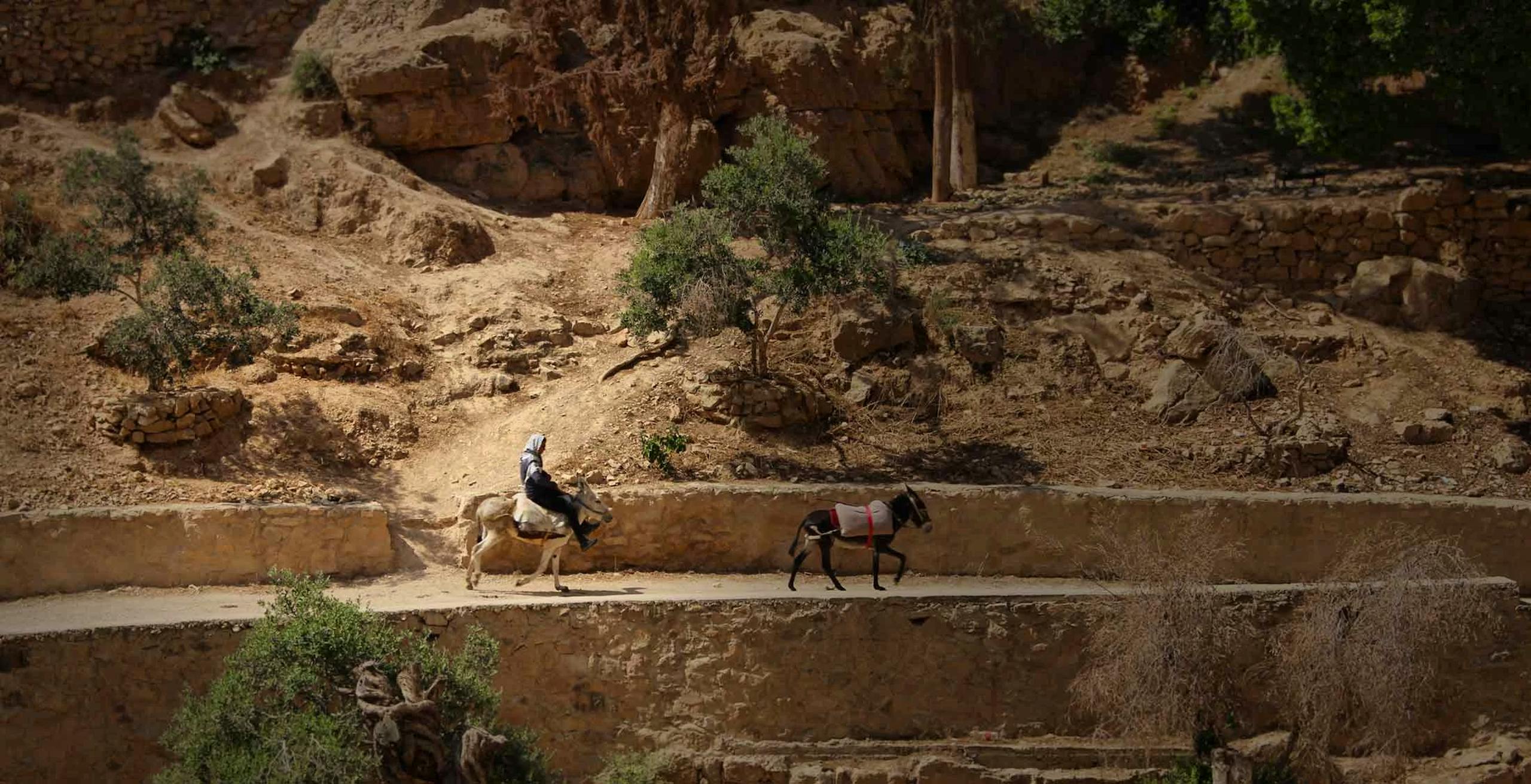 donkeys in Jerusalem